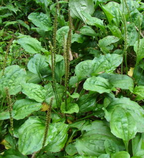 跡見群芳譜(野草譜 オオバコ)
